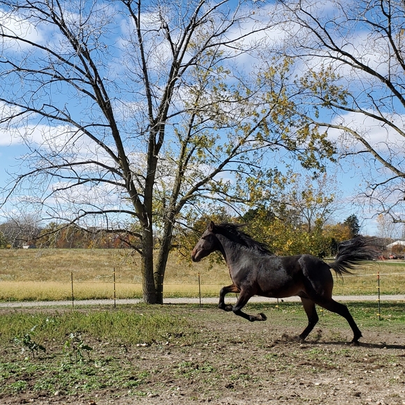 Join the game come back an follow all the new people likes - Picture 3 of 5